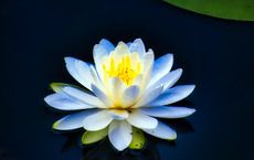 Article Image for Beauty Rituals That Double as Meditation