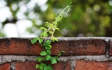 Article Image for Cultivating a Growth Mindset in Fixed Environments